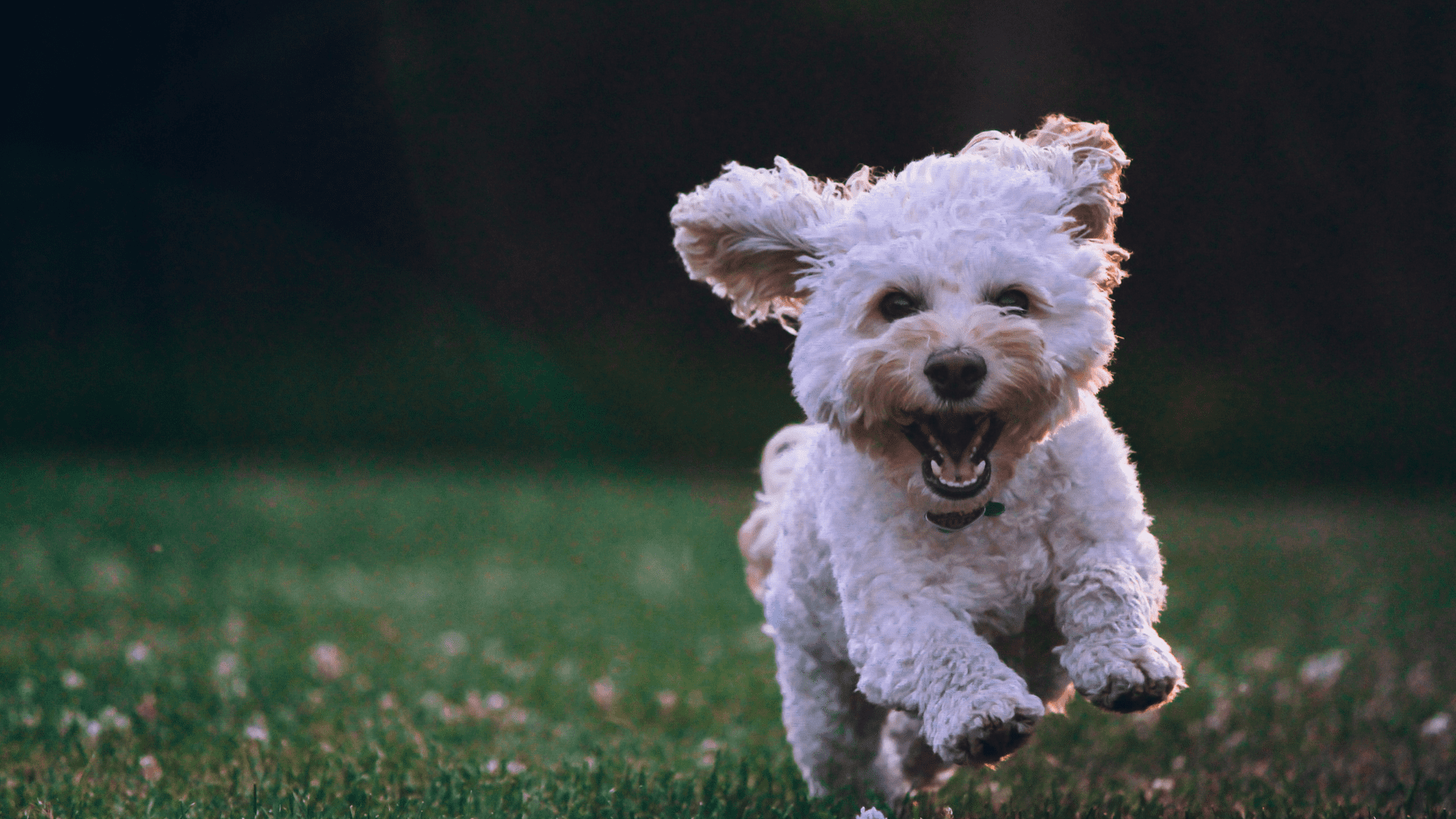 Read more about the article Niesamowite pomysły na prezent dla psa: Zaskocz swojego pupila wyjątkowymi upominkami!